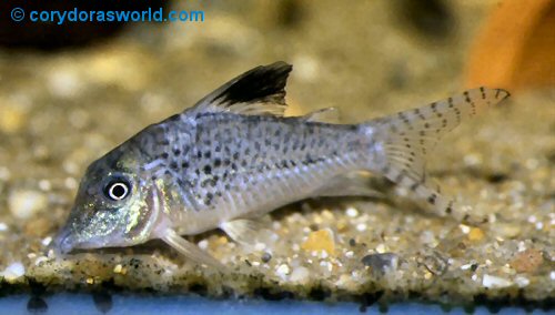 Corydoras acutus = male