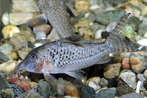 Corydoras acutus