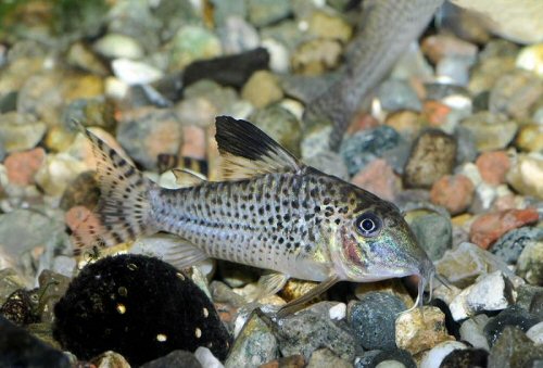 Corydoras acutus