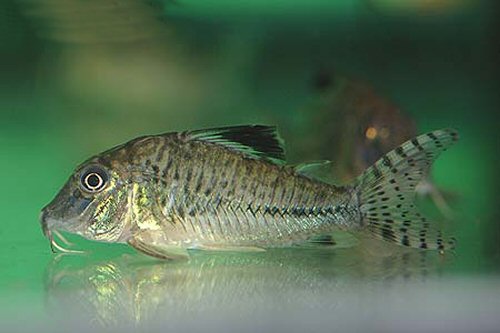 Corydoras acutus