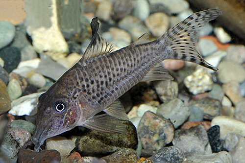 Corydoras acutus