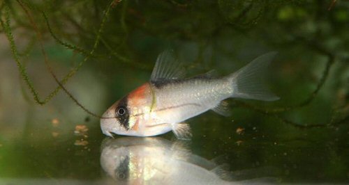 Hoplisoma adolfoi = juvenile