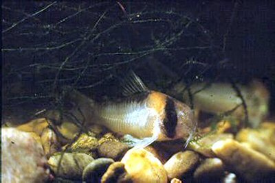 Hoplisoma adolfoi