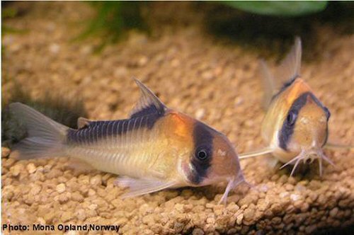 Hoplisoma adolfoi = Female on left