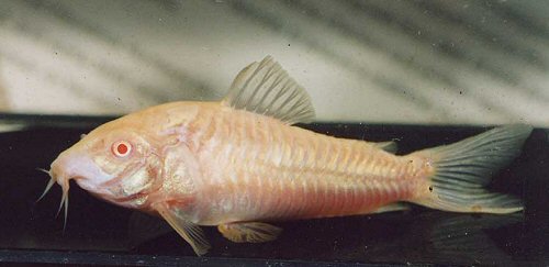 Osteogaster aenea (albino)