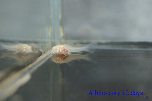 Osteogaster aenea (albino) = 12 days old