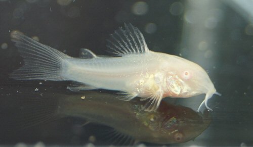 Osteogaster aenea (albino) = 30 days old