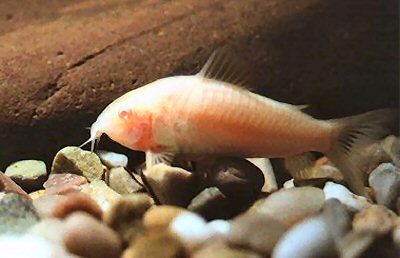 Osteogaster aenea (albino)