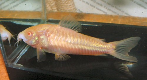 Osteogaster aenea (albino)