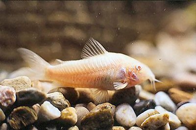 Corydoras aeneus (albino)