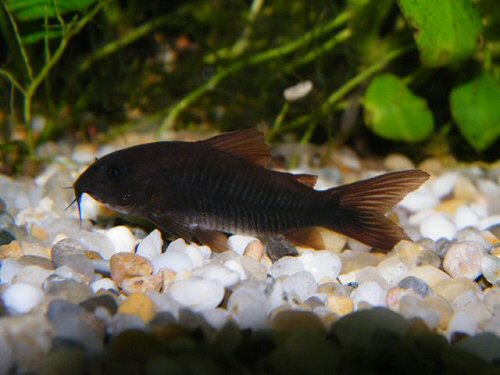 Osteogaster schultzei (Black)