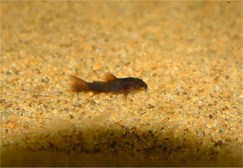 Corydoras schultzei (Black) = 7 weeks