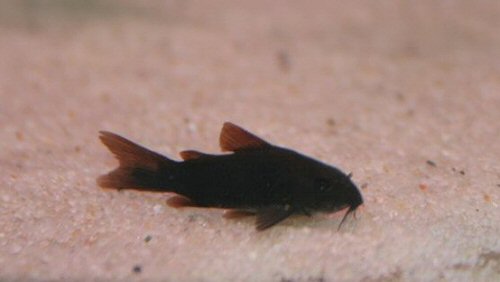 Osteogaster schultzei (Black)