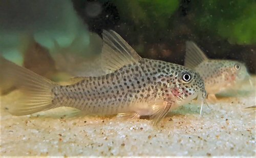 Hoplisoma albolineatum = female