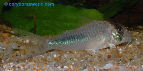 Corydoras amapaensis