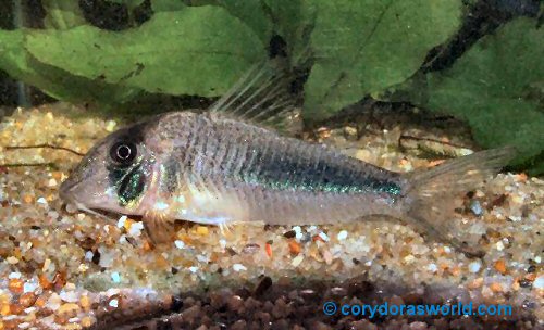 Corydoras amapaensis