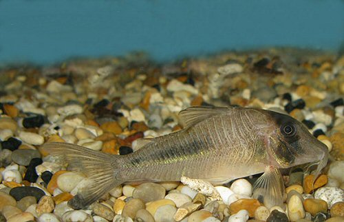 Corydoras amapaensis