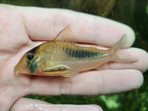 Corydoras amapaensis