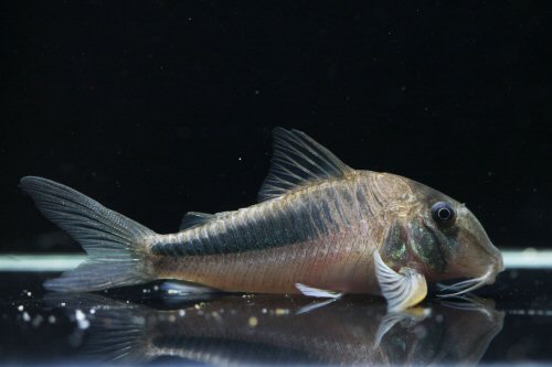 Corydoras amapaensis