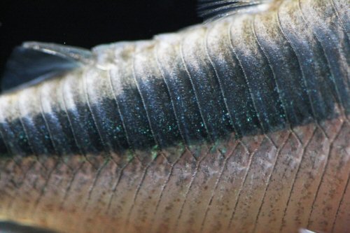 Corydoras amapaensis = lateral plates