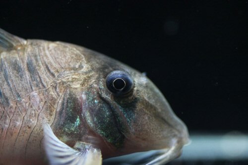 Corydoras amapaensis = head view