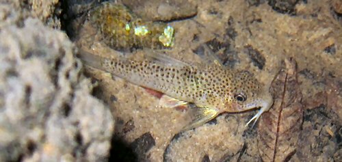 Hoplisoma apiaka= Novo Mundo, Mato Grosso, Brazil