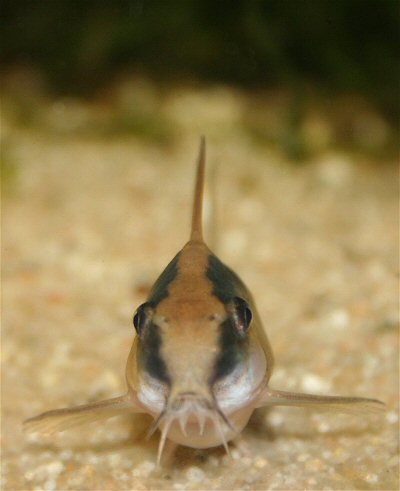 Hoplisoma granti = Female