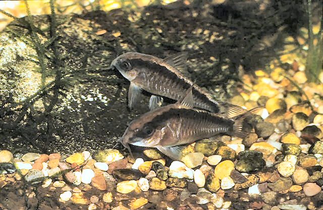 Hoplisoma granti = pair