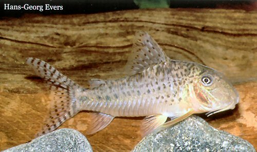 Corydoras areio