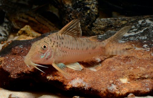 Corydoras areio