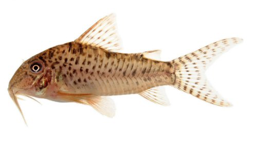 Corydoras areio