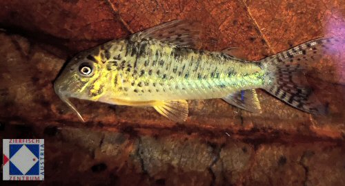 Corydoras areio Knaack, 2000