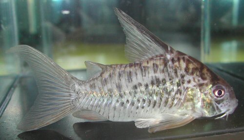 Hoplisoma sp. (CW086) = adult