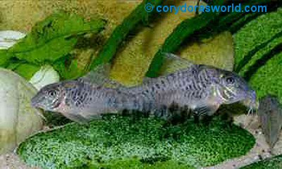 Corydoras aurofrenatus