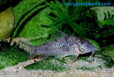 Corydoras aurofrenatus