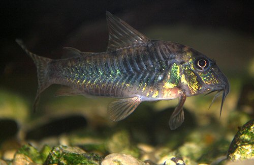 Corydoras aurofrenatus