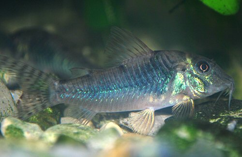 Corydoras aurofrenatus