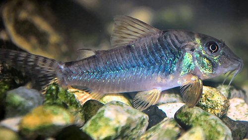 Corydoras aurofrenatus