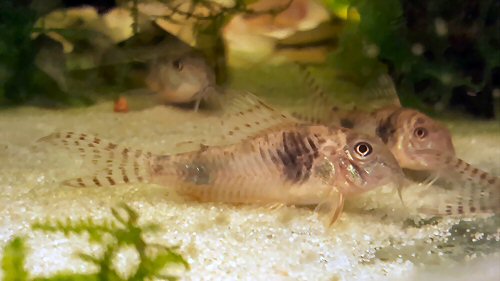 Corydoras aurofrenatus