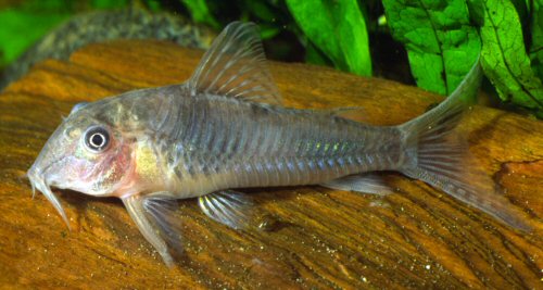 Corydoras aurofrenatus