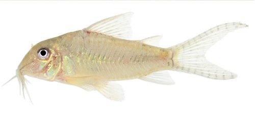 Corydoras aurofrenatus