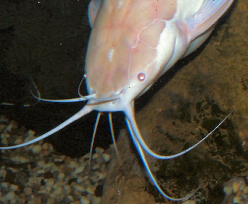 Clarias batrachus = female