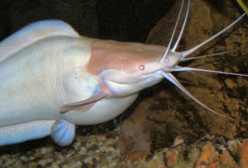 Clarias batrachus = female