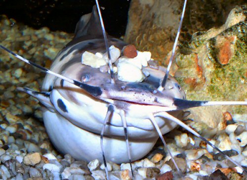 Clarias batrachus = piebald male