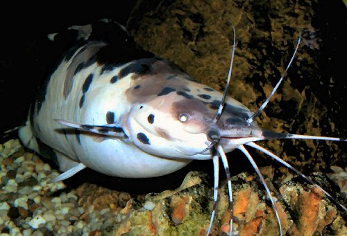 Clarias batrachus = piebald male