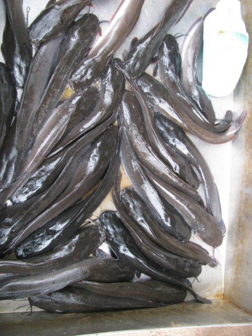 Clarias batrachus = Fishmarket in Kaolag, Thailand  