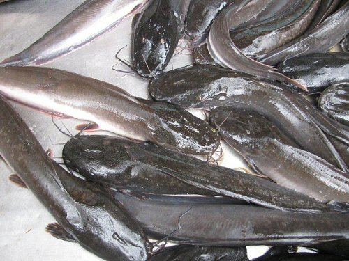 Clarias batrachus = Fishmarket in Kaolag, Thailand 