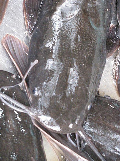 Clarias batrachus = Fishmarket in Kaolag, Thailand  