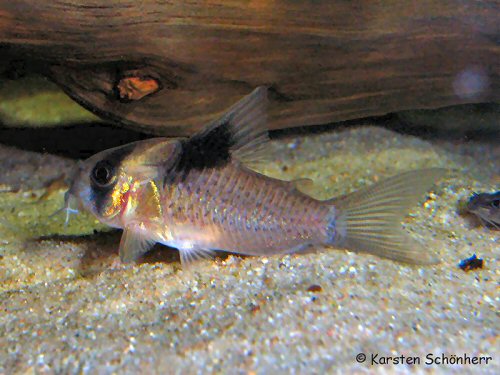 Hoplisoma bicolor = From Kabalebo river (Corantijne drainage)