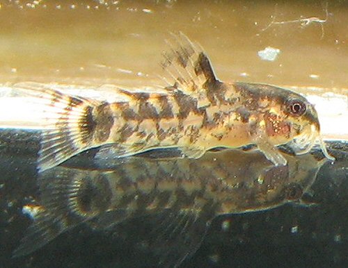 Gastrodermus bilineatus = juvenile